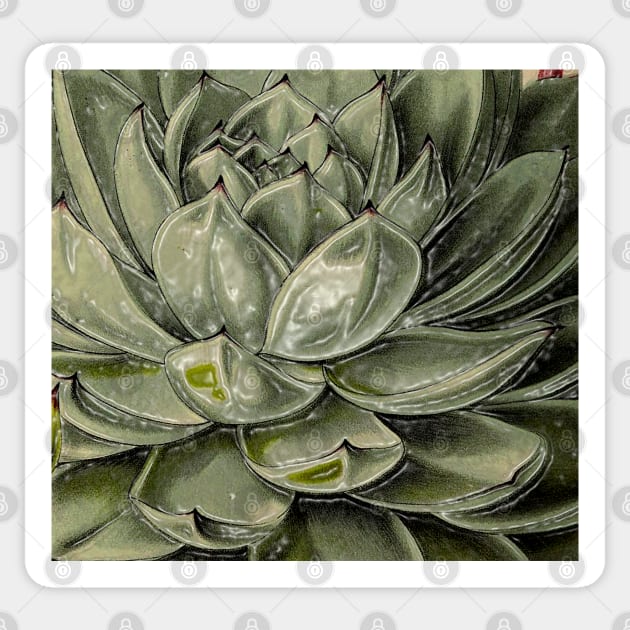 Succulent plant in decoration and garden Sticker by Marccelus